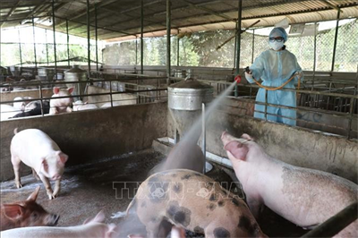 17 xã, phường tại Gia Lai đủ điều kiện công bố hết dịch tả lợn châu Phi