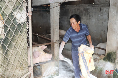 Cẩm Xuyên - Hà Tĩnh loay hoay dập dịch tả lợn châu Phi