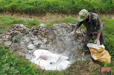 Cần sớm bố trí quỹ đất phục vụ tiêu hủy gia súc mắc bệnh