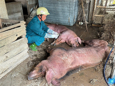 Có vắc xin tốt, vì sao không chặn được dịch tả lợn châu Phi?