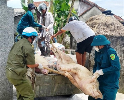 Dịch tả heo châu Phi hoành hành ở Quảng Ngãi