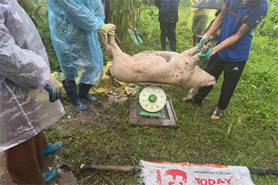 Dịch tả lợn châu Phi bùng phát, hơn 3.400 con lợn bị tiêu hủy ở Quảng Ninh
