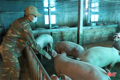 Hà Tĩnh kiểm soát dịch bệnh, an toàn sinh học trong chăn nuôi lợn