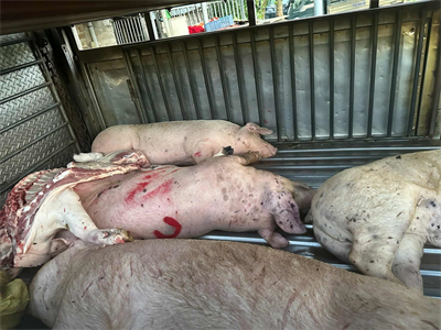 Heo bệnh buộc phải tiêu hủy, người chăn nuôi được hỗ trợ 40.000 đồng/kg hơi