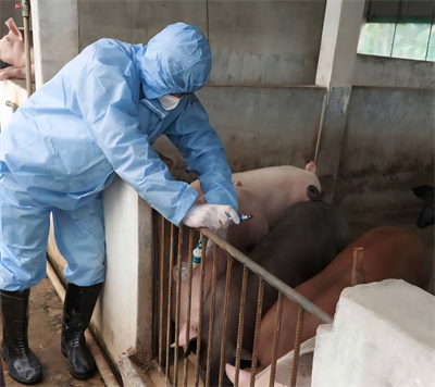 Hỗ trợ tiêm vaccine miễn phí cho các hộ chăn nuôi nhỏ, lẻ