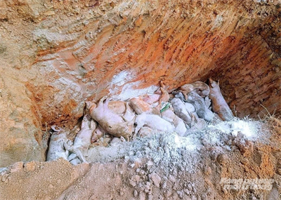 Khánh Hòa - Dịch tả lợn châu Phi vẫn diễn biến phức tạp