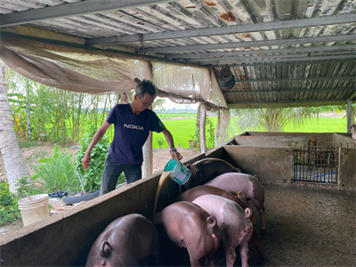 Long An: Chủ động phòng, chống dịch tả heo châu Phi