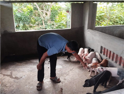 Một anh nông dân Quảng Ninh nuôi lợn nái sinh sản mát tay, cả làng học theo