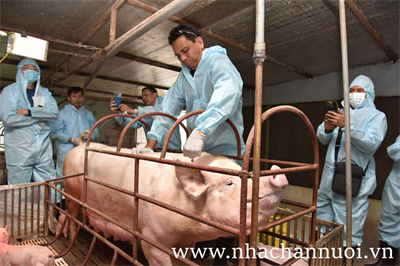 Người chăn nuôi Philippines tới Việt Nam học hỏi kinh nghiệm tiêm vaccine ASF cho heo nái
