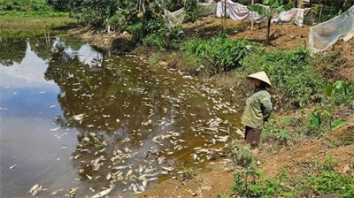 Người dân tập trung tố trại lợn nhiều lần gây ô nhiễm môi trường