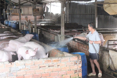 Nuôi heo giữa vòng xoáy dịch bệnh - Xoay xở bám trụ với nghề