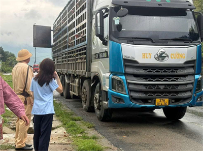 Phát hiện 17,2 tấn lợn vận chuyển trái phép, phần lớn nhiễm dịch tả lợn Châu Phi