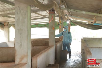 Tăng cường giải pháp cấp bách phòng, chống dịch tả lợn châu Phi