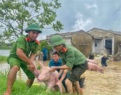 Thanh Hóa: Ngành chăn nuôi thiệt hại lớn do mưa bão