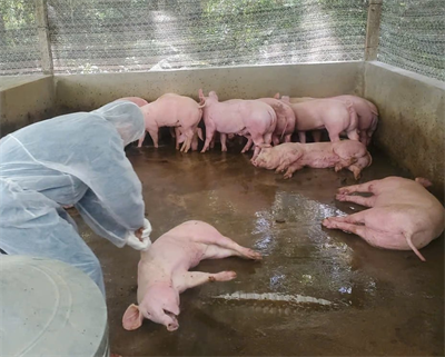 Triển khai 6 nhóm giải pháp bảo vệ đàn vật nuôi