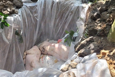 Vĩnh Long: Tiêu hủy gần 1 tấn heo nhiễm dịch tả heo Châu Phi