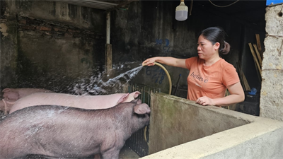 Vùng cao loay hoay quản lý giết mổ gia súc