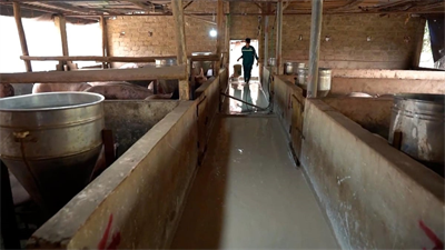 Chăn nuôi không tiếp xúc II - Hiểu đúng bản chất, áp dụng hiệu quả mô hình chăn nuôi không tiếp xúc