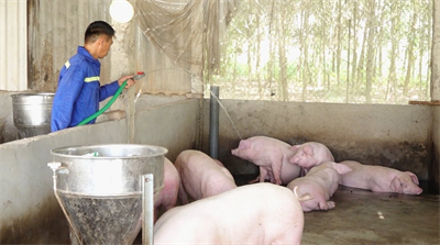 Chăn nuôi không tiếp xúc III - Chăn nuôi không tiếp xúc: Chi phí thấp, khả thi cao, dễ nhân rộng