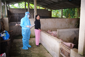 Hoạt động DA - Điều tra khảo sát thực địa các hộ chăn nuôi nông hộ