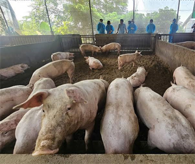 Đà Nẵng chủ động kiểm soát ba dịch bệnh trong chăn nuôi