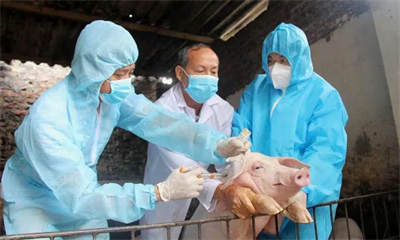 Hà Nội: Siết chặt phòng, chống dịch tả lợn châu Phi