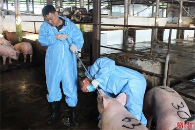 Hà Tĩnh tìm cách kiểm soát, ngăn chặn dịch tả lợn châu Phi