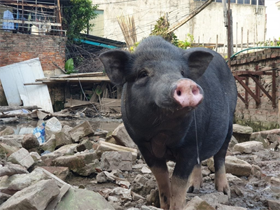Tiềm năng lợn bản địa Việt Nam trong hành trình ghép tạng